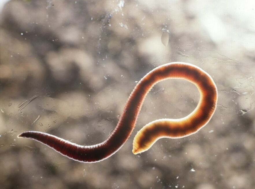 Helminti
